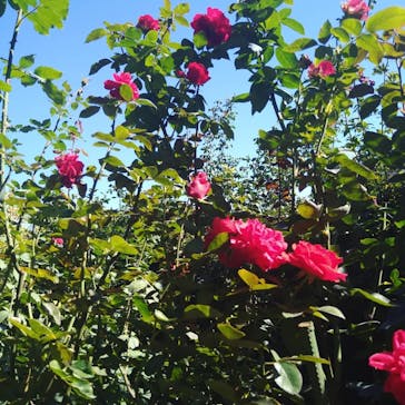 横浜イングリッシュガーデンに投稿された画像（2023/10/30）