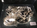 福井県立恐竜博物館に投稿された画像（2023/10/30）