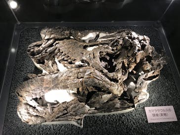 福井県立恐竜博物館に投稿された画像（2023/10/30）