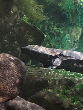 京都水族館に投稿された画像（2023/10/29）