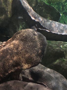 京都水族館に投稿された画像（2023/10/29）