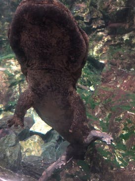 京都水族館に投稿された画像（2023/10/29）