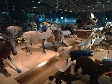 国立科学博物館に投稿された画像（2023/10/30）