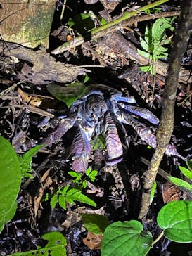 西表島 ADVENTURE PiPi（アドベンチャーピピ）に投稿された画像（2023/10/30）