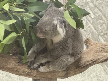 淡路ファームパーク イングランドの丘に投稿された画像（2023/10/30）