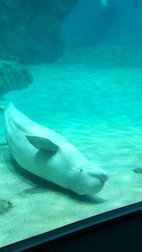 名古屋港水族館に投稿された画像（2023/10/30）