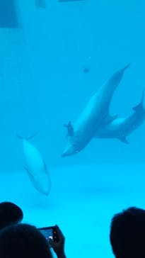 名古屋港水族館に投稿された画像（2023/10/30）