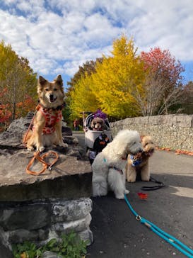 ノーザンホースパークに投稿された画像（2023/10/30）