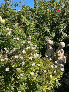 京成バラ園に投稿された画像（2023/10/30）