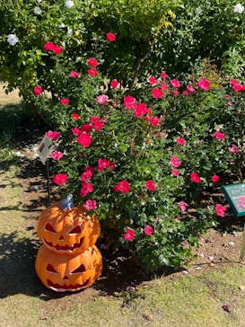 京成バラ園に投稿された画像（2023/10/30）