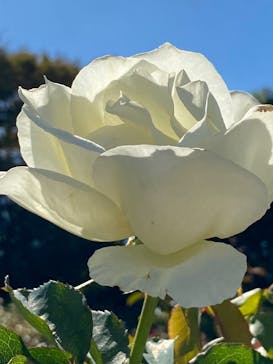 京成バラ園に投稿された画像（2023/10/30）