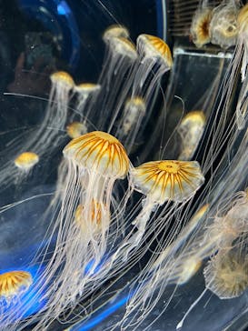 名古屋港水族館に投稿された画像（2023/10/30）