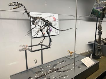 福井県立恐竜博物館に投稿された画像（2023/10/30）