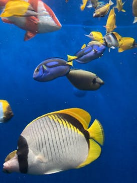 環境水族館アクアマリンふくしまに投稿された画像（2023/10/30）