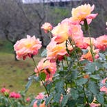 いばらきフラワーパークに投稿された画像（2023/10/30）