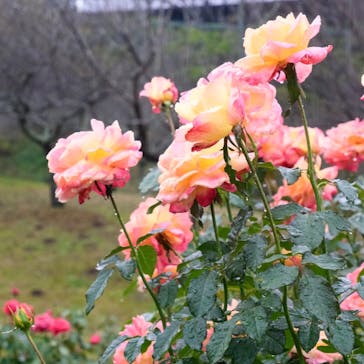 いばらきフラワーパークに投稿された画像（2023/10/30）