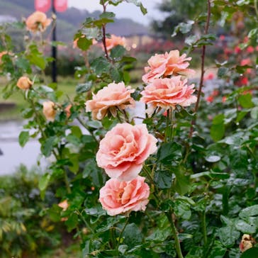 いばらきフラワーパークに投稿された画像（2023/10/30）