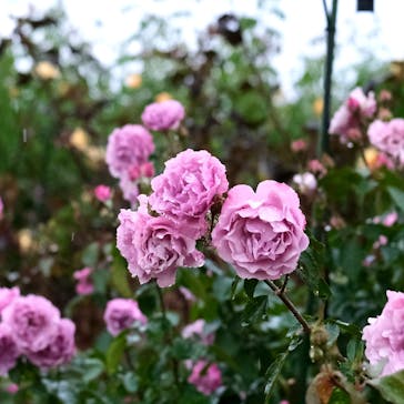 いばらきフラワーパークに投稿された画像（2023/10/30）