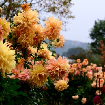 いばらきフラワーパークに投稿された画像（2023/10/30）