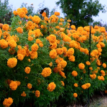 いばらきフラワーパークに投稿された画像（2023/10/30）