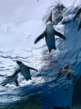 サンシャイン水族館に投稿された画像（2023/10/30）