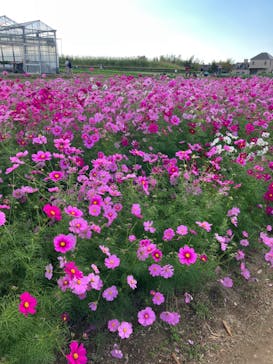 淡路ファームパーク イングランドの丘に投稿された画像（2023/10/30）