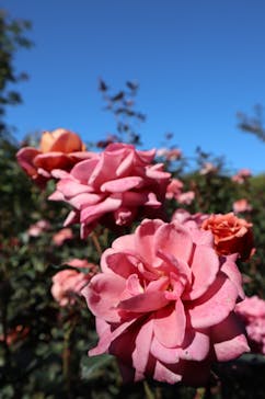 横浜イングリッシュガーデンに投稿された画像（2023/10/30）