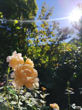 横浜イングリッシュガーデンに投稿された画像（2023/10/30）