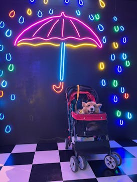 那須とりっくあーとぴあに投稿された画像（2023/10/30）