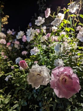 横浜イングリッシュガーデンに投稿された画像（2023/10/30）