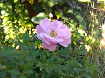 横浜イングリッシュガーデンに投稿された画像（2023/10/30）