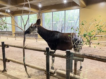 よこはま動物園ズーラシアに投稿された画像（2023/10/30）