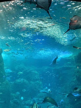 新江ノ島水族館に投稿された画像（2023/10/30）