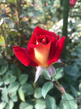 横浜イングリッシュガーデンに投稿された画像（2023/10/30）