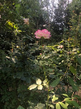 横浜イングリッシュガーデンに投稿された画像（2023/10/30）