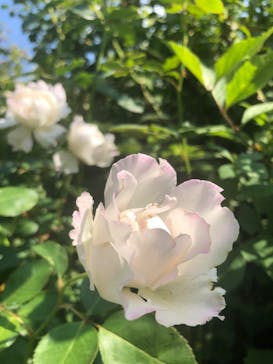 横浜イングリッシュガーデンに投稿された画像（2023/10/30）