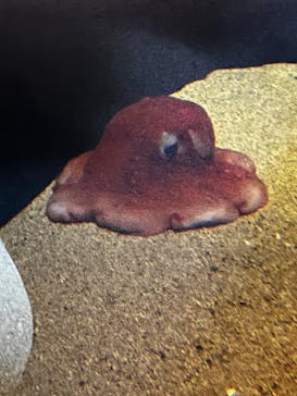 環境水族館アクアマリンふくしまに投稿された画像（2023/10/30）