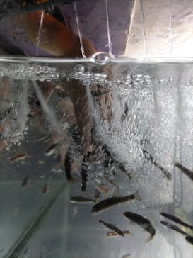 サケのふるさと 千歳水族館に投稿された画像（2023/10/31）