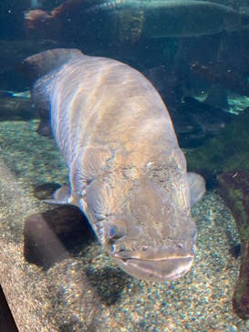 世界淡水魚園水族館　アクア・トトぎふに投稿された画像（2023/10/31）