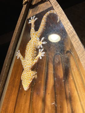 世界淡水魚園水族館　アクア・トトぎふに投稿された画像（2023/10/31）