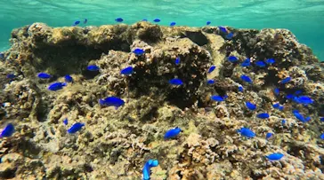 武藤潜水に投稿された画像（2023/10/31）