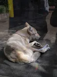 天王寺動物園に投稿された画像（2023/10/31）