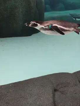 天王寺動物園に投稿された画像（2023/10/31）