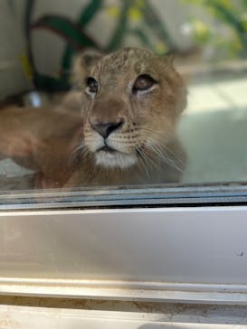 しろとり動物園に投稿された画像（2023/10/31）