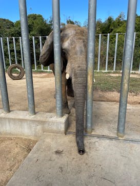 しろとり動物園に投稿された画像（2023/10/31）