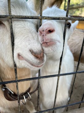 しろとり動物園に投稿された画像（2023/10/31）