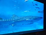 沖縄美ら海水族館に投稿された画像（2023/10/31）