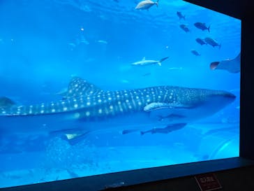 沖縄美ら海水族館に投稿された画像（2023/10/31）