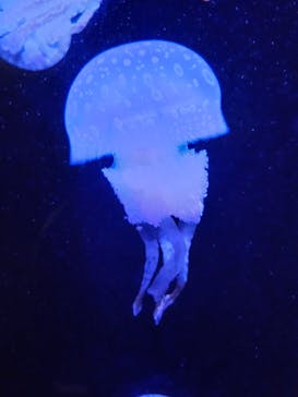 沖縄美ら海水族館に投稿された画像（2023/10/31）