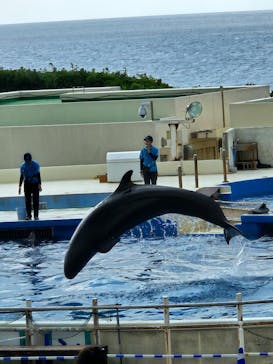 沖縄美ら海水族館に投稿された画像（2023/10/31）